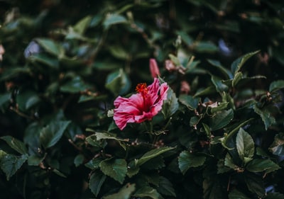 红芙蓉花
